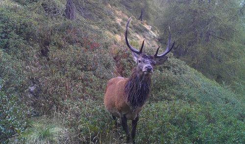 Immagine per il contenuto "Dal Parco Nazionale di Yellowstone alle Alpi europee."