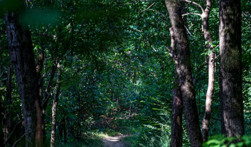 Immagine per il contenuto "Forestry education "Gestione dei querceti" - 29 settembre"