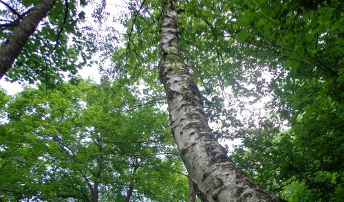 Immagine per il contenuto "Concerto Green Fantasy per piante soliste, sax e orchestra"