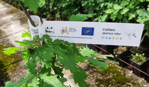 Immagine per il contenuto "Con il Progetto LIFE IP Gestire 2020 - assegnazione gratuita di 3000 piantine di farnia"