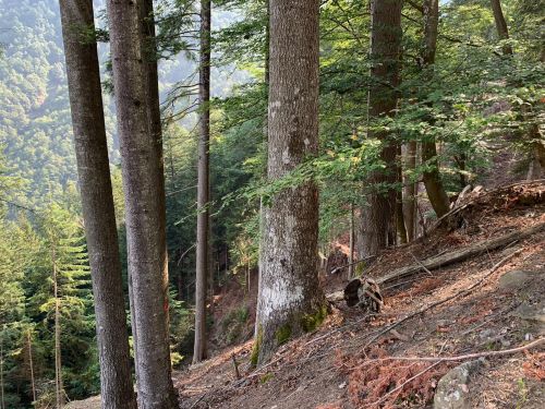 Immagine per il contenuto "Forestry Education: Selvicoltura per l'adattamento ai cambiamenti climatici - 9 ottobre 2020"