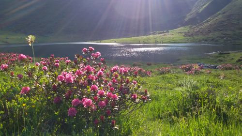 Immagine per il contenuto "Foreste da Vivere 2020: calendario di agosto"