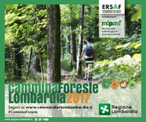 Immagine per il contenuto "Il legno, una risorsa rinnovabile"