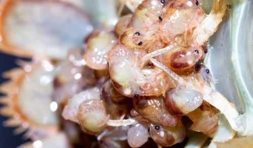 Immagine per il contenuto "Il gambero di fiume autoctono, le prime immagini dei nuovi nati"