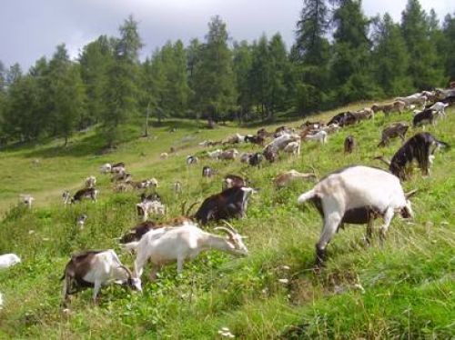 Immagine per il contenuto "Festa dell'Alpe Costone - Riserva del Giovetto di Paline (BS)"