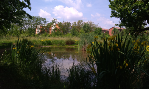 Immagine per il contenuto "Le città come Foreste Urbane: da Expo 2015 a Agenda 2030"