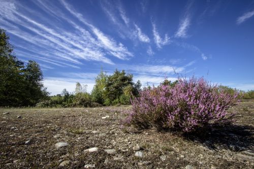 Immagine per il contenuto "Forestry education - LIFE IP Gestire 2020 - 28 ottobre 2021 "