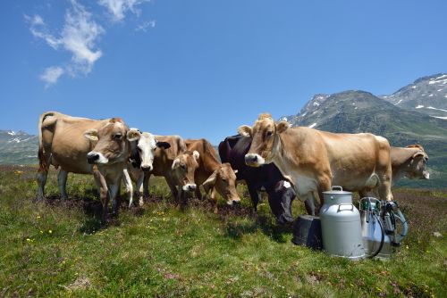 Immagine per il contenuto "Corso di aggiornamento per alpeggiatori 2022"