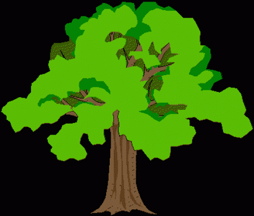 Immagine per il contenuto "A scuola degli alberi - Foresta Val Masino (SO)"