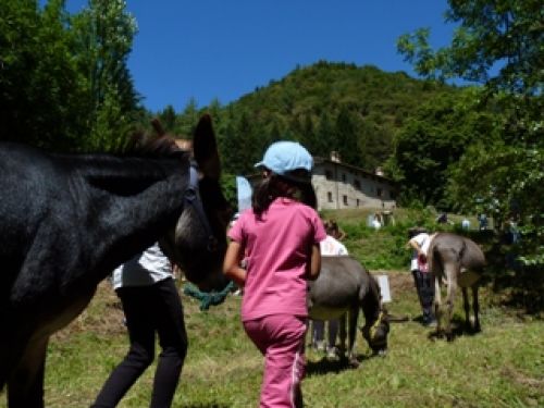 Immagine per il contenuto "Lo spasso ragliante - Foresta Corni di Canzo (CO)"