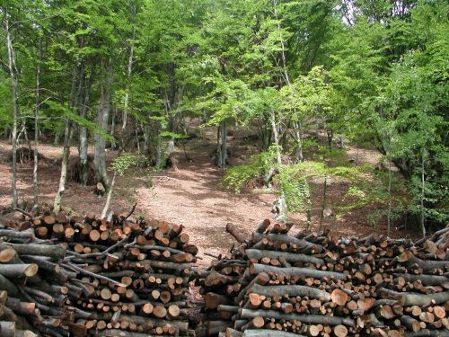 Immagine per il contenuto "Valorizzazione delle foreste, volano dell’economia. Un convegno di ERSAF"