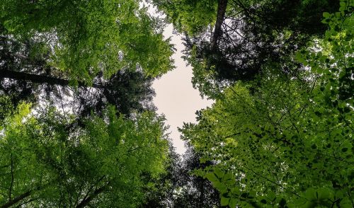 Immagine per il contenuto "Come possiamo stimolare l’adozione di forestry solutions a livello urbano?"