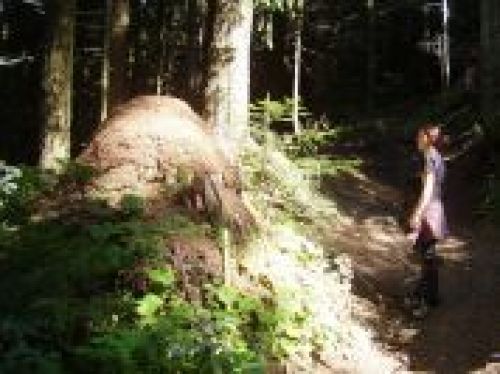 Immagine per il contenuto "Fame d'erba - Riserva Boschi del Giovetto di Paline (BS)"