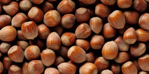 Immagine per il contenuto "La coltivazione del nocciolo in Lombardia - giornata tecnica in campo"