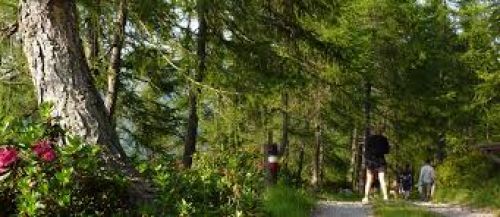 Immagine per il contenuto "Camminata al rifugio Elena Tironi - Rosello di Sopra"