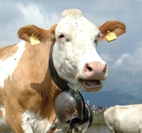 Immagine per il contenuto "Alpeggi in tavola a Costa del Palio - Foresta Resegone (LC)"