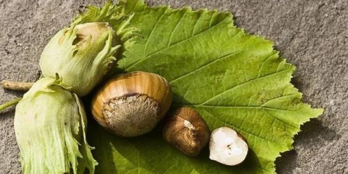Immagine per il contenuto "La coltivazione del nocciolo: quali prospettive in Lombardia?"