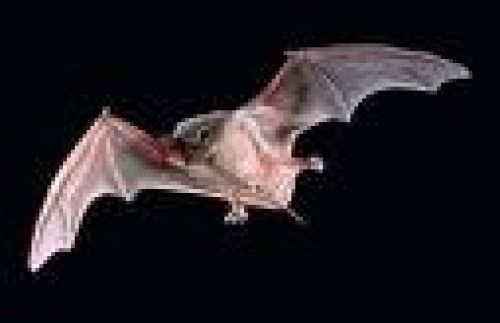 Immagine per il contenuto "Bat-night - Foresta Corni di Canzo (CO)"