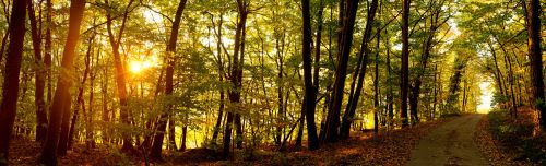 Immagine per il contenuto "Foreste da Vivere: calendario eventi di ottobre"